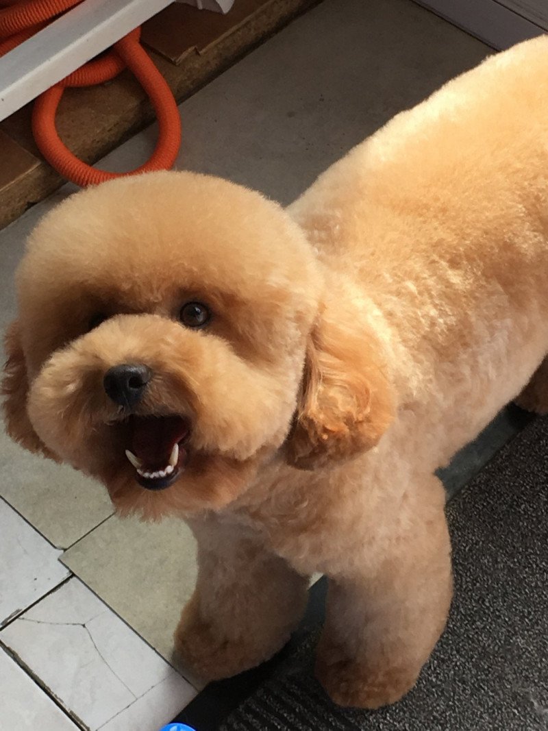 Cinnamon Moon secret love Femelle Caniche