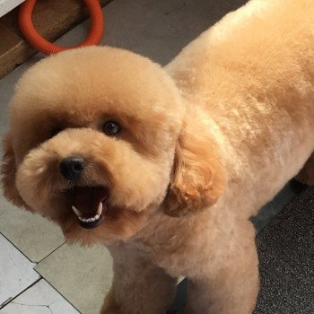 Cinnamon Moon secret love Femelle Caniche